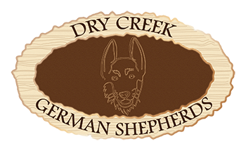 Dry Creek German Shepherd